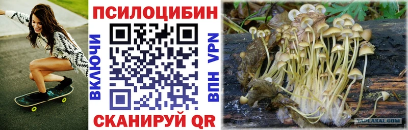цены   Реутов  Галлюциногенные грибы Cubensis 